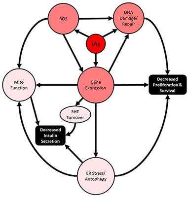 Braving the Element: Pancreatic β-Cell Dysfunction and Adaptation in Response to Arsenic Exposure